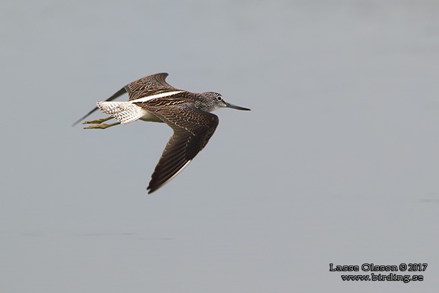 GLUTTSNÄPPA / COMMON GREENSHANK (Tringa nebularia) - stor bild / full size