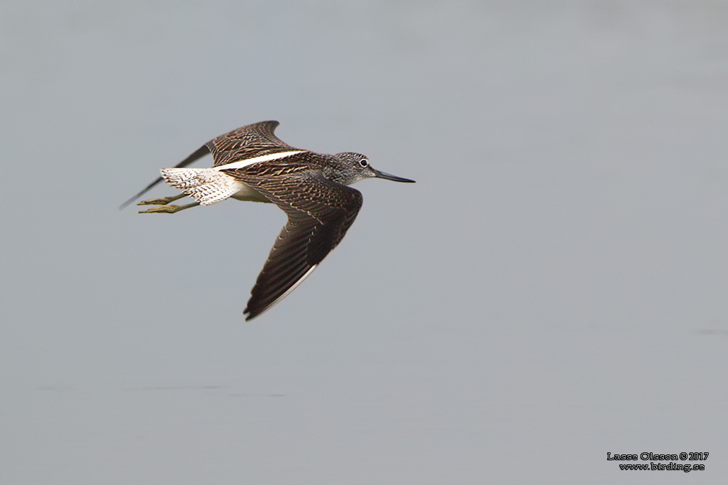 GLUTTSNPPA / COMMON GREENSHANK (Tringa nebularia) - Stng / Close