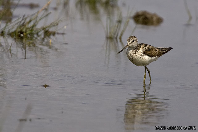 GLUTTSNPPA / COMMON GREENSHANK (Tringa nebularia) - stor bild / full size