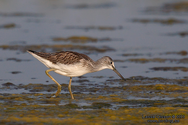 GLUTTSNPPA / COMMON GREENSHANK (Tringa nebularia) - stor bild / full size