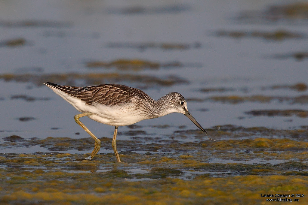 GLUTTSNPPA / COMMON GREENSHANK (Tringa nebularia) - Stng / Close