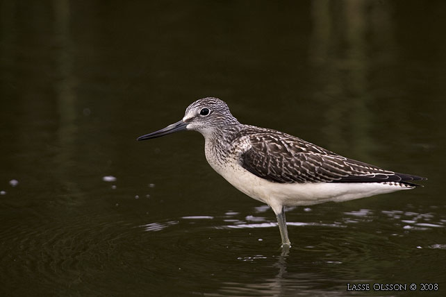 GLUTTSNPPA / COMMON GREENSHANK (Tringa nebularia) - stor bild / full size