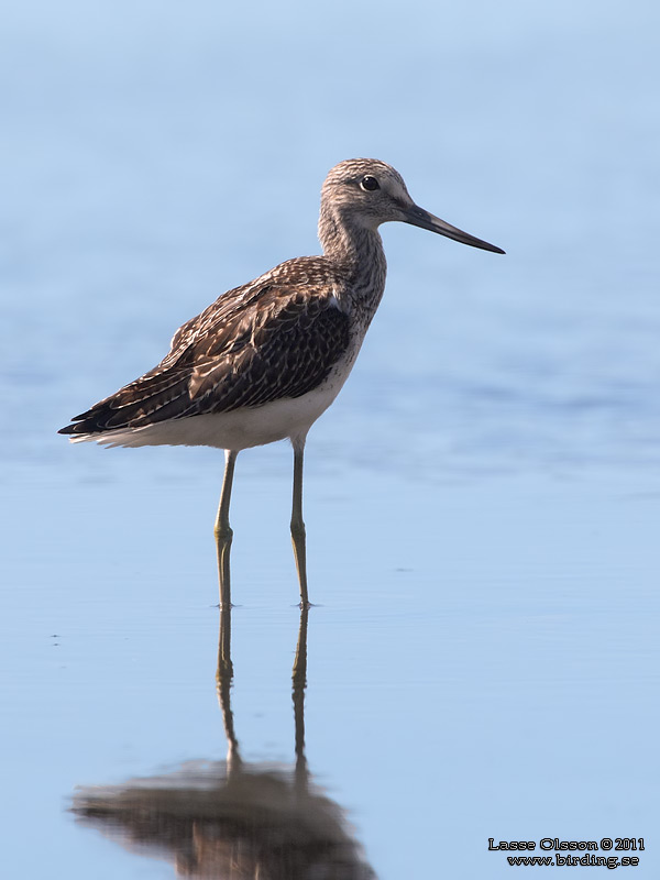 GLUTTSNPPA / COMMON GREENSHANK (Tringa nebularia) - Stng / Close