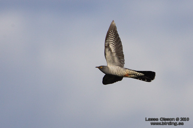 GK  / COMMON CUCKOO (Cuculus canorus) - STOR BILD / FULL SIZE