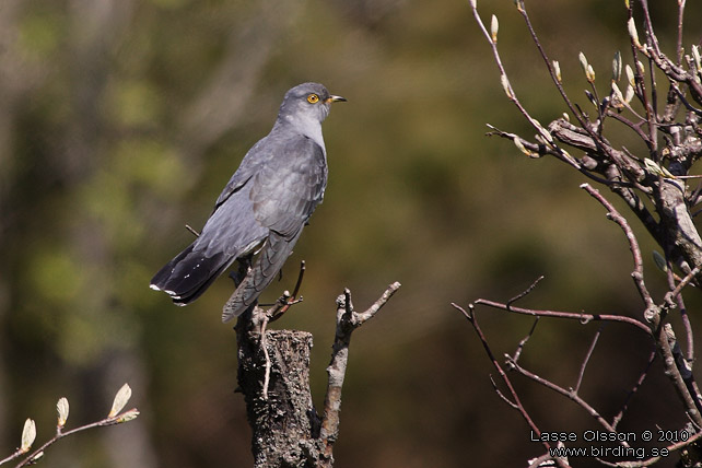 GK  / COMMON CUCKOO (Cuculus canorus) - STOR BILD / FULL SIZE