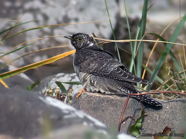 GK  / COMMON CUCKOO (Cuculus canorus) - juvenile