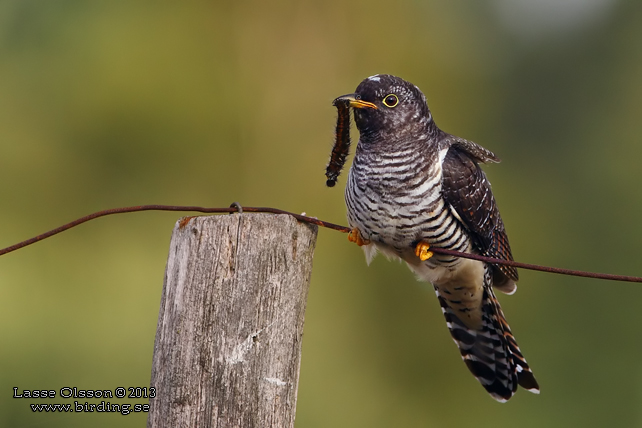 GÖK  / COMMON CUCKOO (Cuculus canorus) - STOR BILD / FULL SIZE