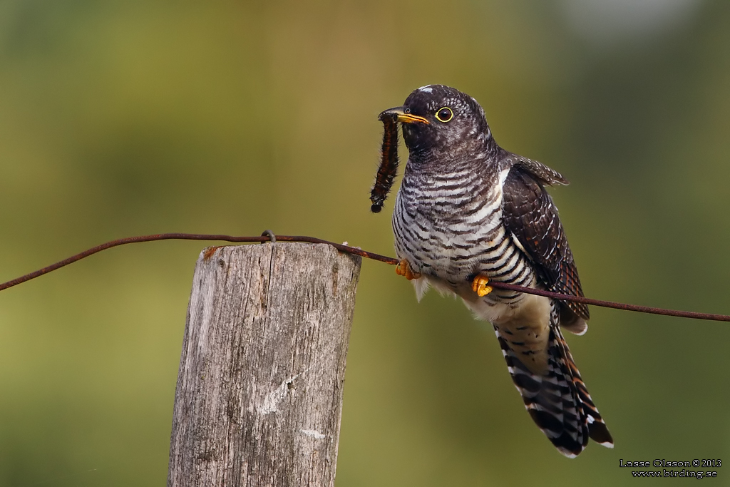 GK / COMMON CUCKOO (Cuculus canorus) - Stng / Close