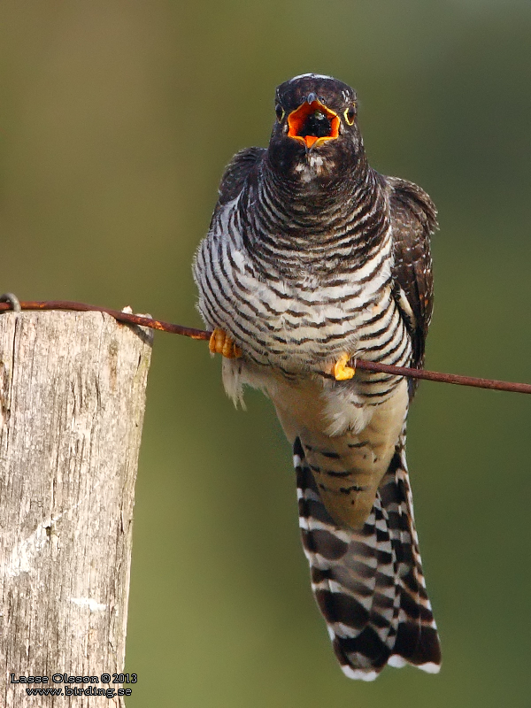 GK / COMMON CUCKOO (Cuculus canorus) - Stng / Close