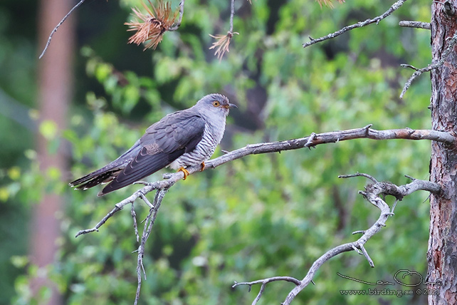 GÖK  / COMMON CUCKOO (Cuculus canorus) - STOR BILD / FULL SIZE