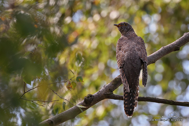 GÖK  / COMMON CUCKOO (Cuculus canorus) - STOR BILD / FULL SIZE