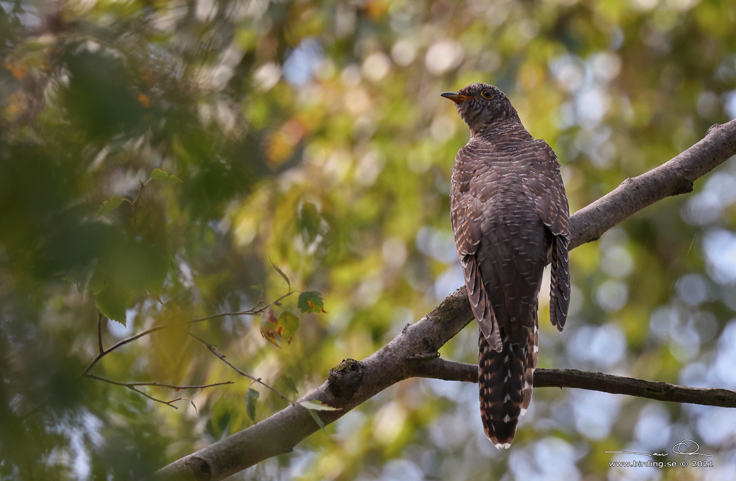 GK / COMMON CUCKOO (Cuculus canorus) - Stng / Close