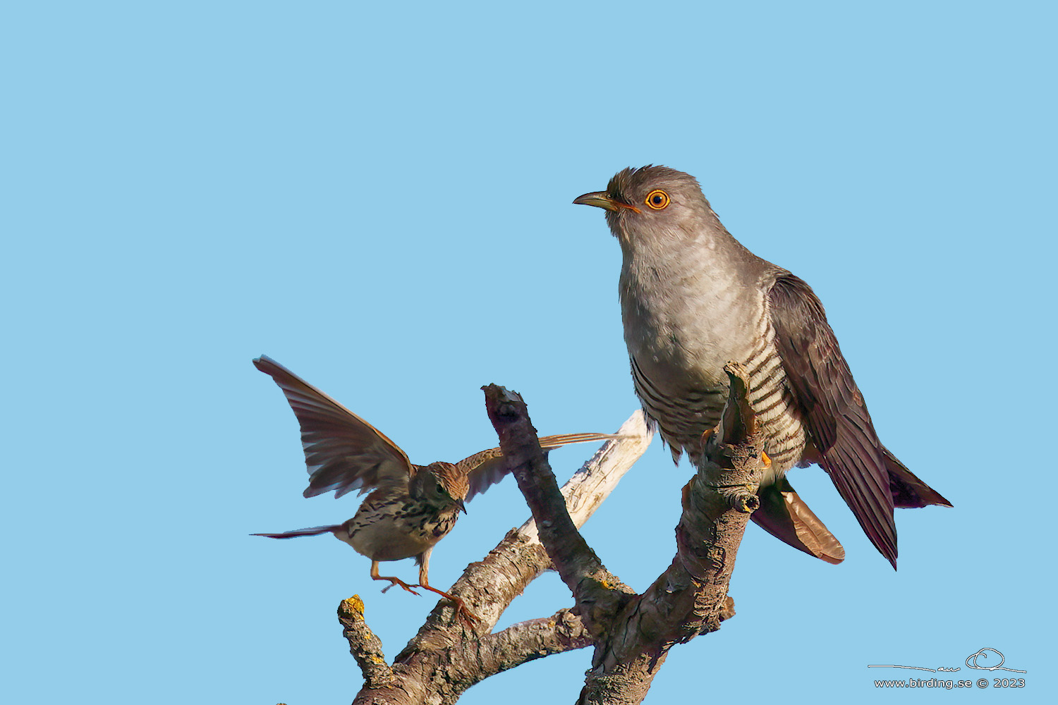 GK / COMMON CUCKOO (Cuculus canorus) - Stng / Close