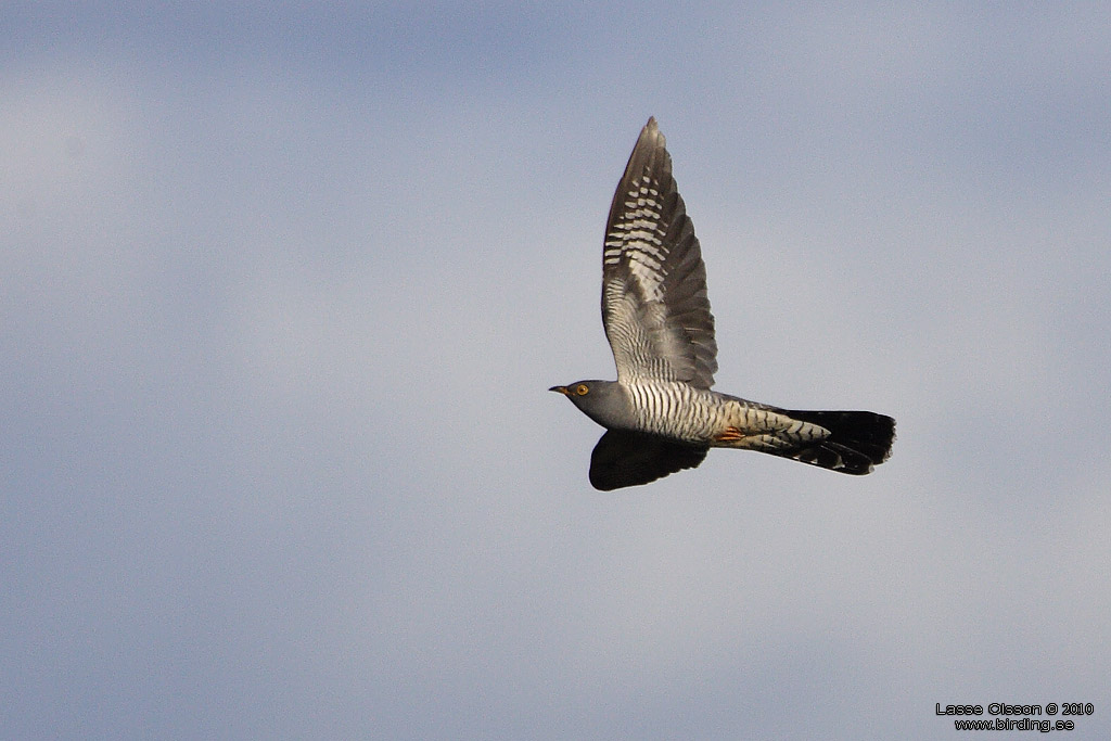 GK / COMMON CUCKOO (Cuculus canorus) - Stng / Close