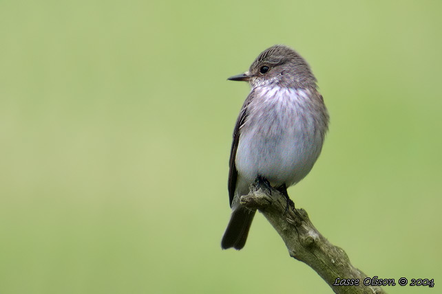 GR FLUGSNAPPARE / SPOTTED FLYCATCHER (Muscicapa striata)