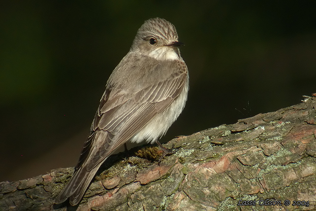 GR FLUGSNAPPARE / SPOTTED FLYCATCHER (Muscicapa striata)