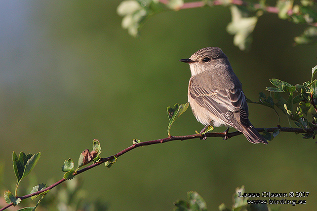 GRÅ FLUGSNAPPARE / SPOTTED FLYCATCHER (Muscicapa striata)