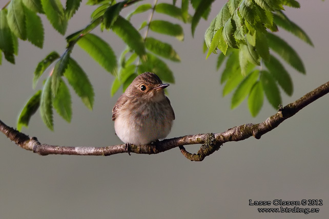 GRÅ FLUGSNAPPARE / SPOTTED FLYCATCHER (Muscicapa striata)