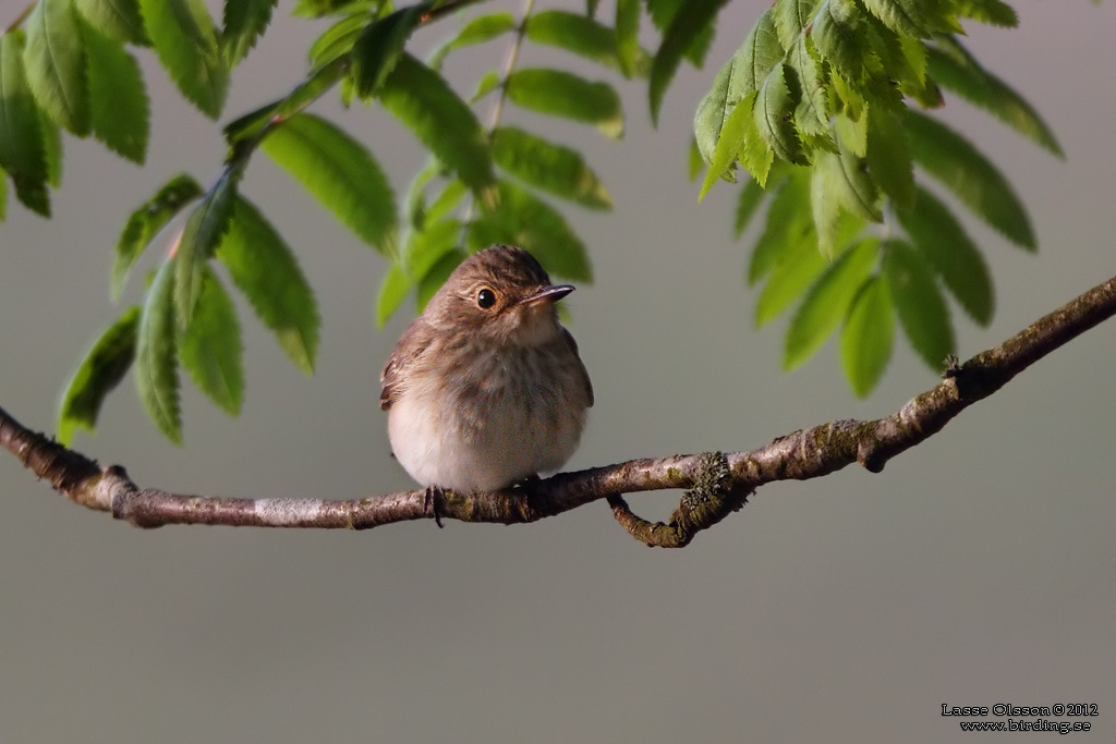 GRÅ FLUGSNAPPARE / SPOTTED FLYCATCHER (Muscicapa striata) - Stäng / Close