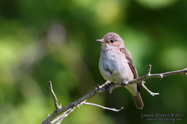 GRÅ FLUGSNAPPARE / SPOTTED FLYCATCHER (Muscicapa striata)