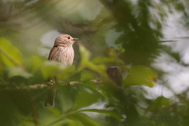 GRÅ FLUGSNAPPARE / SPOTTED FLYCATCHER (Muscicapa striata)