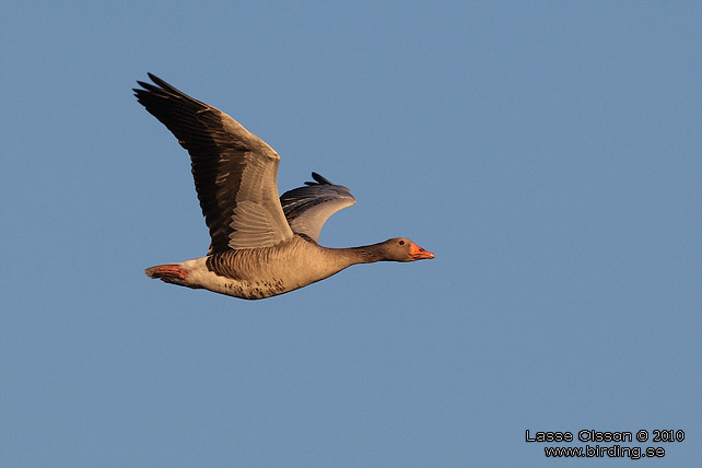 GRGS / GREYLAG GOOSE (Anser anser) - stor bild / full size