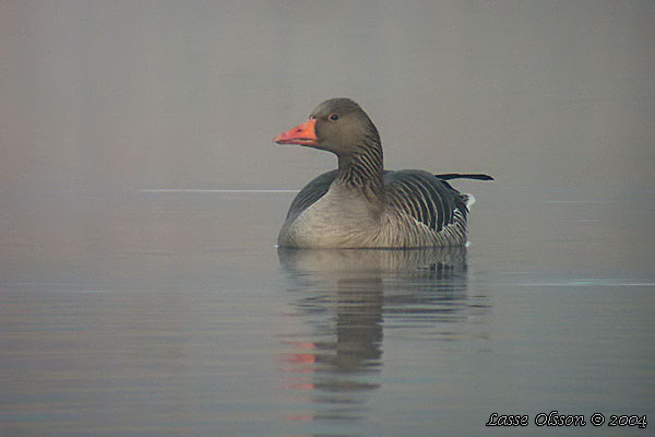 GRGS / GREYLAG GOOSE (Anser anser)