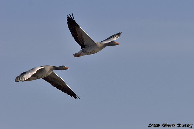 GRGS / GREYLAG GOOSE (Anser anser)