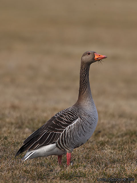 GRGS / GREYLAG GOOSE (Anser anser) - stor bild / full size