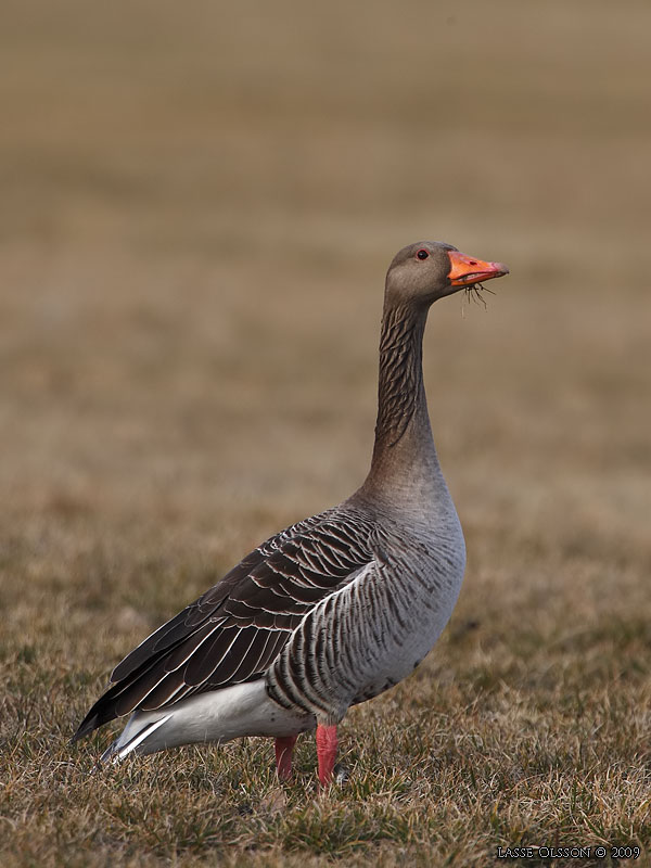 GRGS / GREYLEG GOOSE (Anser anser) - Stng / Close