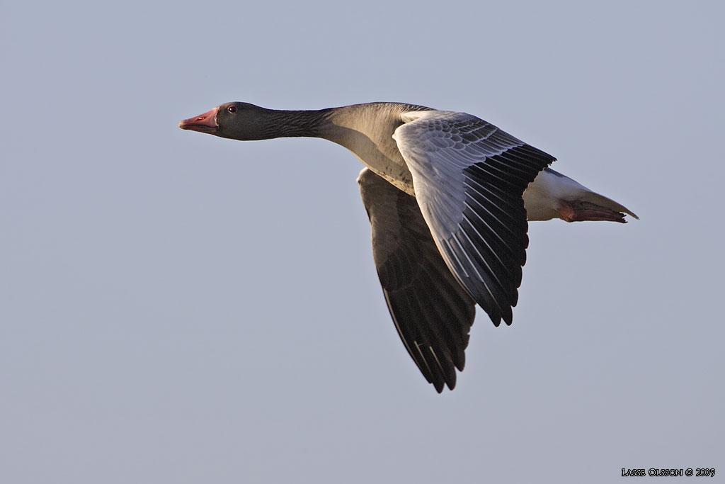 GRGS / GREYLEG GOOSE (Anser anser) - Stng / Close