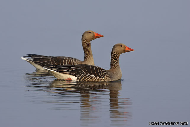 GRGS / GREYLAG GOOSE (Anser anser) - stor bild / full size