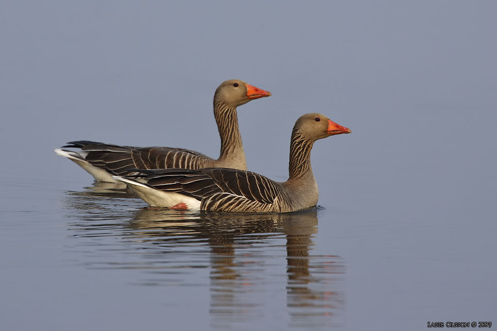 GRGS / GREYLEG GOOSE (Anser anser) - Stng / Close