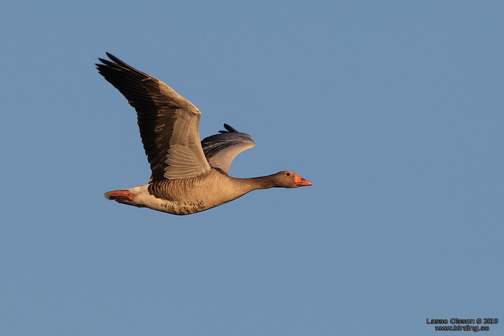 GRGS / GREYLEG GOOSE (Anser anser) - Stng / Close