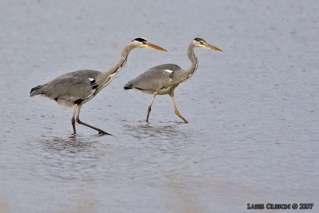 GRÅ HÄGER / GREY HERON (Ardea cinerea) - stor bild / full size