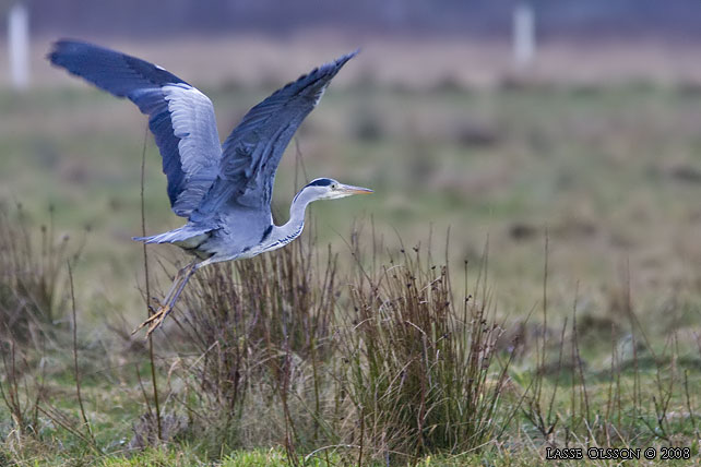 GR HGER / GREY HERON (Ardea cinerea)