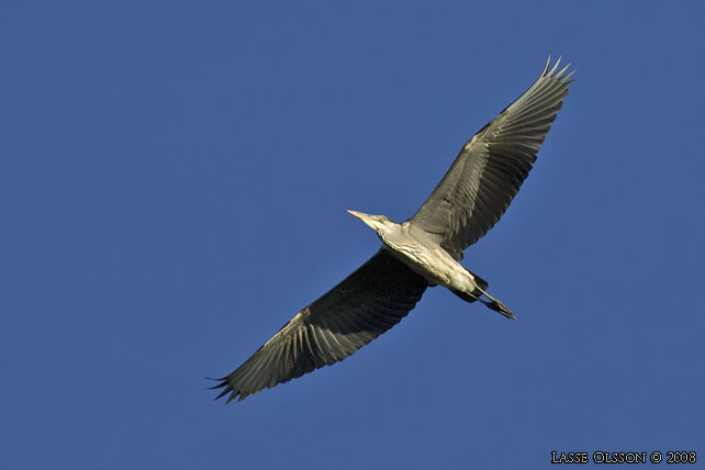 GR HGER / GREY HERON (Ardea cinerea) - stor bild / full size