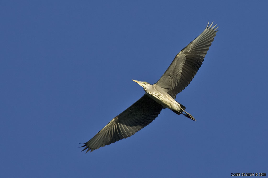 GR HGER / GREY HERON (Ardea cinerea) - Stng / Close