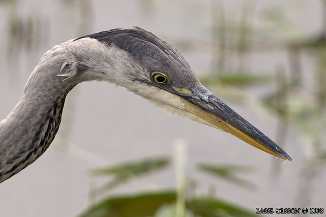 GR HGER / GREY HERON (Ardea cinerea) - stor bild / full size