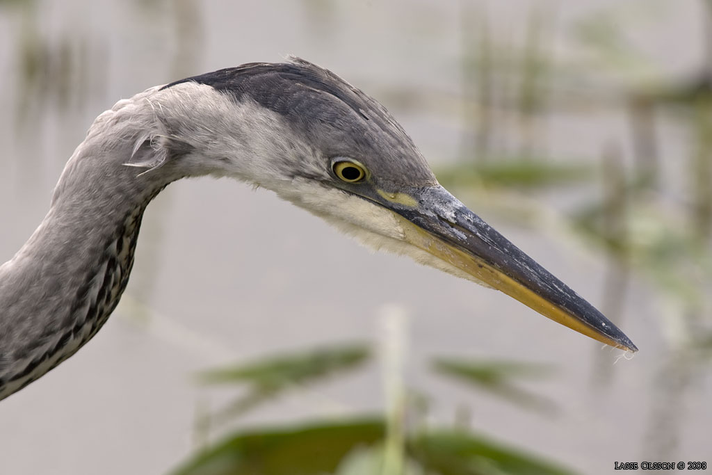 GR HGER / GREY HERON (Ardea cinerea) - Stng / Close