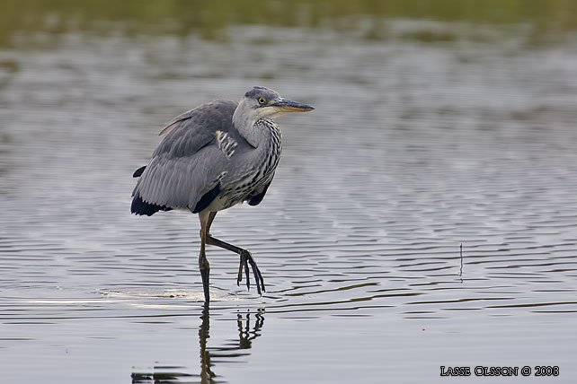 GR HGER / GREY HERON (Ardea cinerea) - stor bild / full size