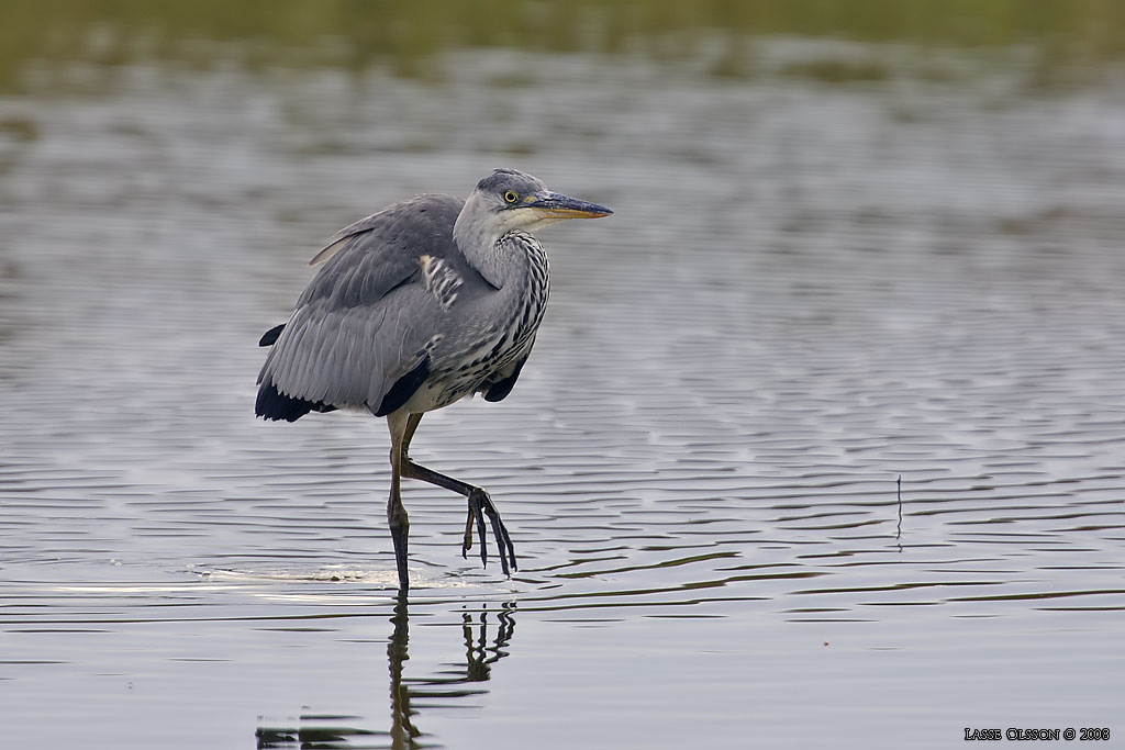 GR HGER / GREY HERON (Ardea cinerea) - Stng / Close