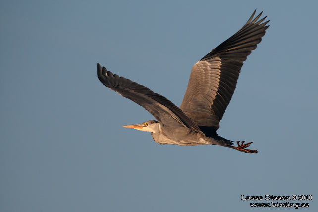 GRÅ HÄGER / GREY HERON (Ardea cinerea) - stor bild / full size