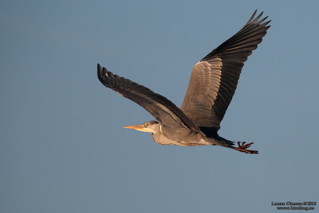 GR HGER / GREY HERON (Ardea cinerea) - Stng / Close