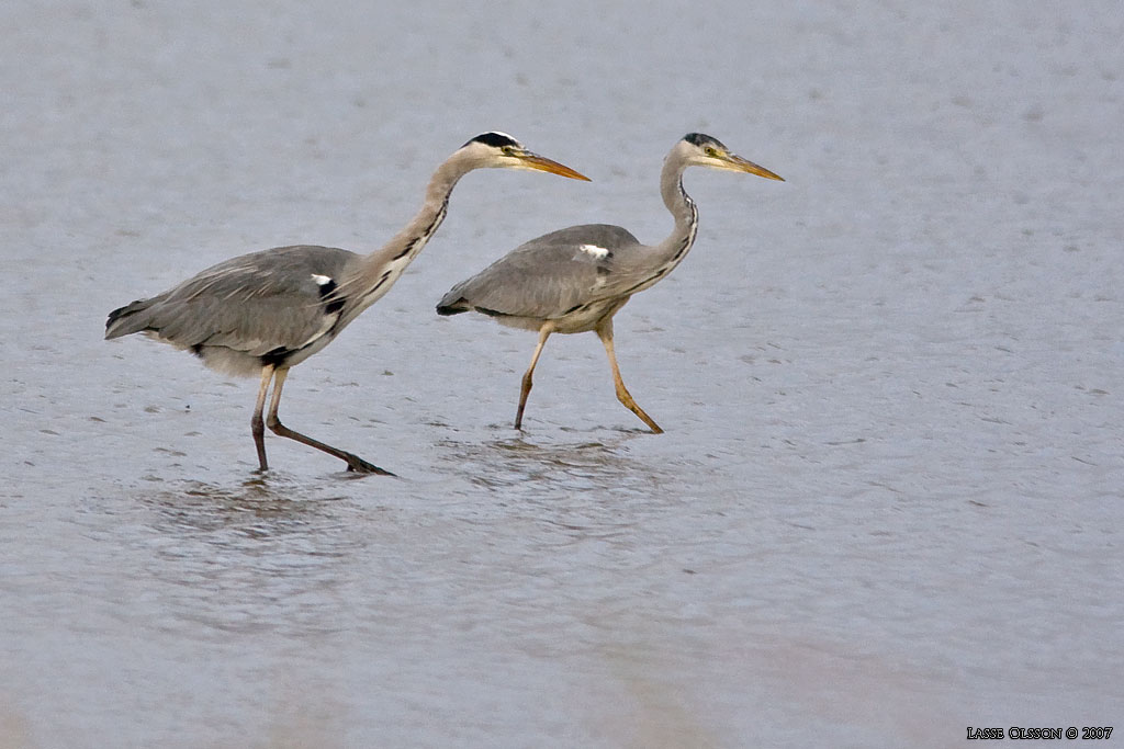 GR HGER / GREY HERON (Ardea cinerea) - Stng / Close