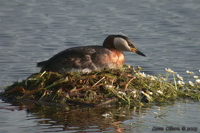 GRHAKEDOPPING / RED-NECKED GREBE (Podiceps griseigena)