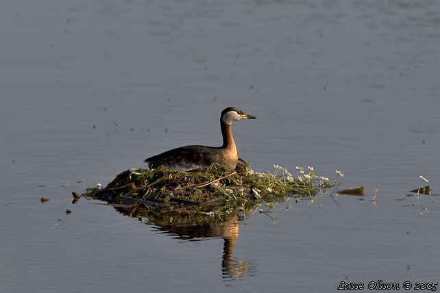 GRHAKEDOPPING / RED-NECKED GREBE (Podiceps griseigena)