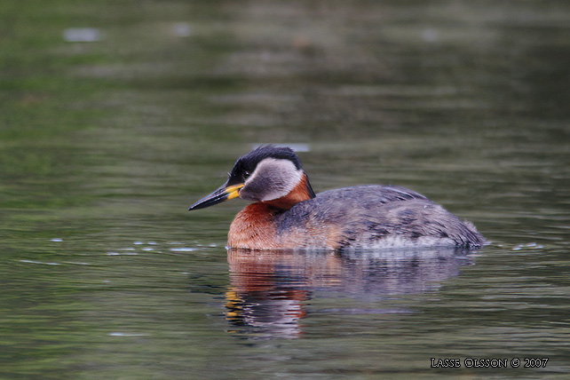 GRHAKEDOPPING / RED-NECKED GREBE (Podiceps griseigena) - stor bild / full size