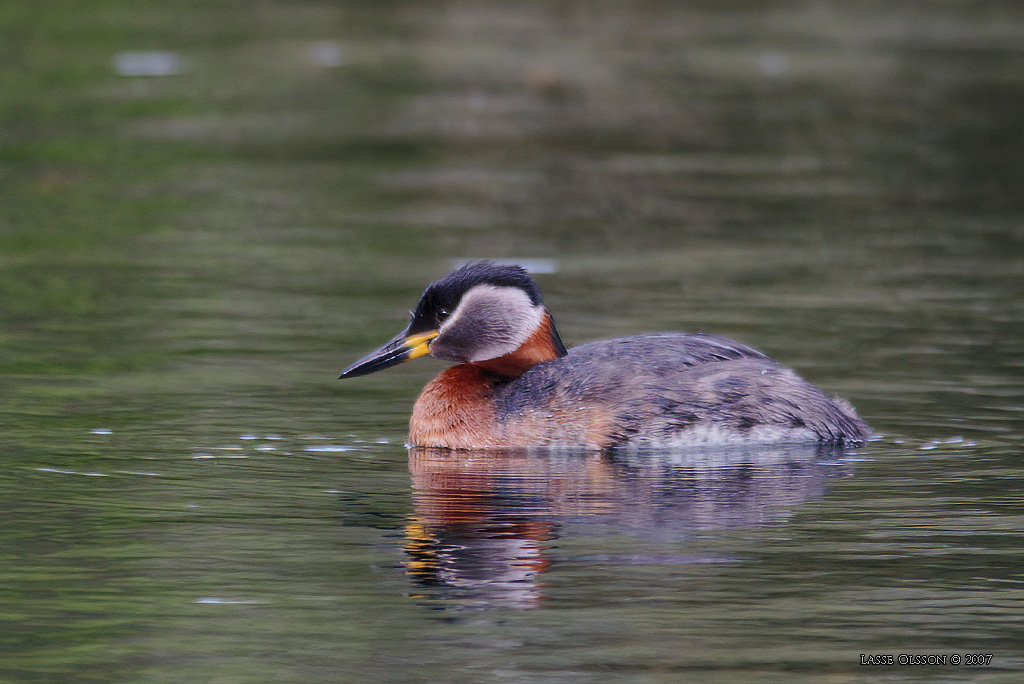 GRHAKEDOPPING / RED-NECKED GREBE (Podiceps griseigena) - Stng / Close