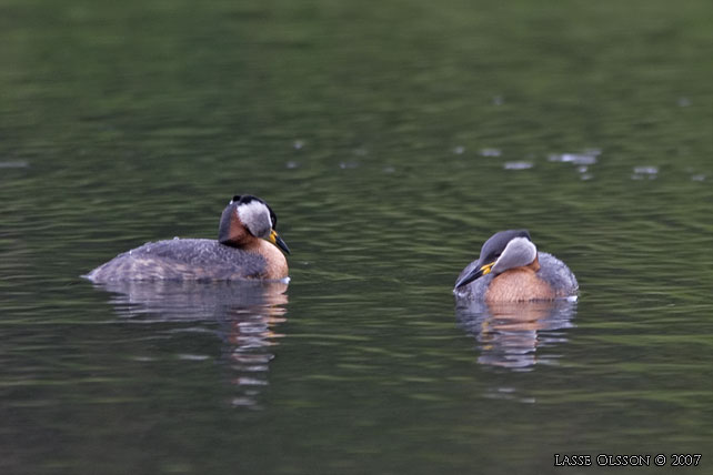 GRHAKEDOPPING / RED-NECKED GREBE (Podiceps griseigena) - stor bild / full size